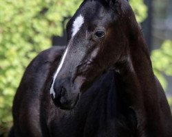 dressage horse Delaney (Oldenburg, 2020, from DeLorean)