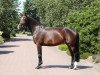 jumper Dongerloh (Oldenburg show jumper, 2015, from Diacontinus)