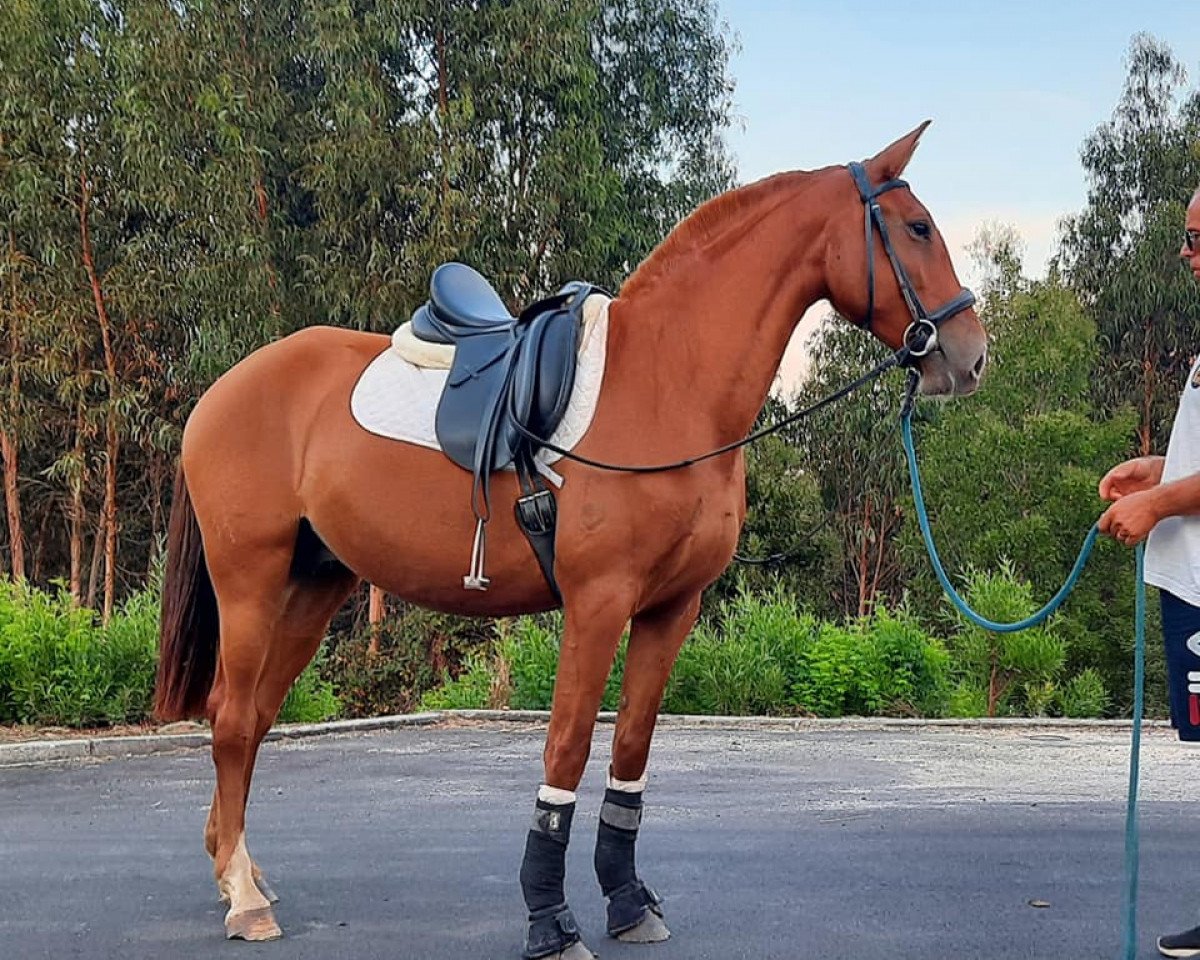 broodmare Missanga (Lusitano, 2016)