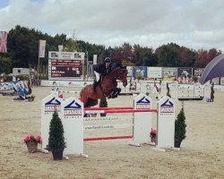 jumper Jendy S (Belgian Warmblood, 2009, from Nabab de Rêve)