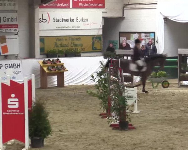 Hallenspringturnier in Borken 2015