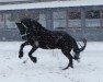 dressage horse Nico fan'e Sondeler Leien (Friese, 2004, from Sape 381)