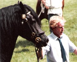 Deckhengst Tireinon Confidence (Welsh-Cob (Sek. D), 1983, von Derwen Railway Express)