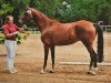 broodmare Florida (Trakehner, 2008, from Freudenfest)