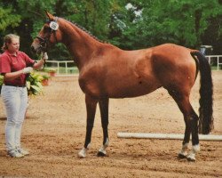 broodmare Florida (Trakehner, 2008, from Freudenfest)