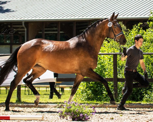 jumper Frieda (Trakehner, 2016, from Cadeau)