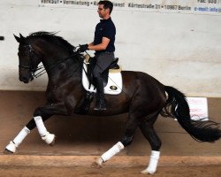 dressage horse Bruno Brillando (Hanoverian, 2011, from Blue Hors Bentley)