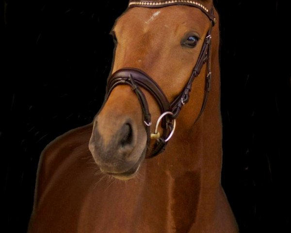 dressage horse Rolf Forever (German Sport Horse, 2016, from Rock Forever NRW)