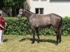 broodmare Lady Ludmilla G (German Sport Horse, 2017, from Levisonn 208 FIN)