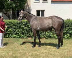 Zuchtstute Lady Ludmilla G (Deutsches Sportpferd, 2017, von Levisonn 208 FIN)
