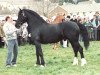 stallion Garnfach Gary (Welsh-Cob (Sek. D), 1986, from Cyttir Telynor)