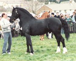 stallion Garnfach Gary (Welsh-Cob (Sek. D), 1986, from Cyttir Telynor)