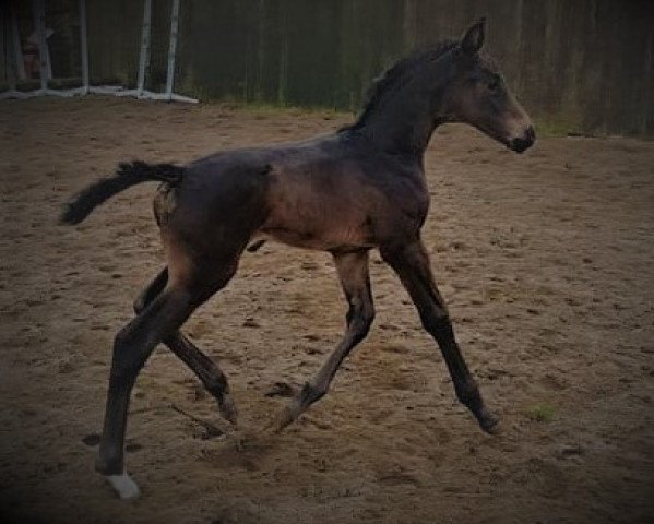 broodmare Tiffany (Oldenburg, 2018, from Feu D'Or 2)