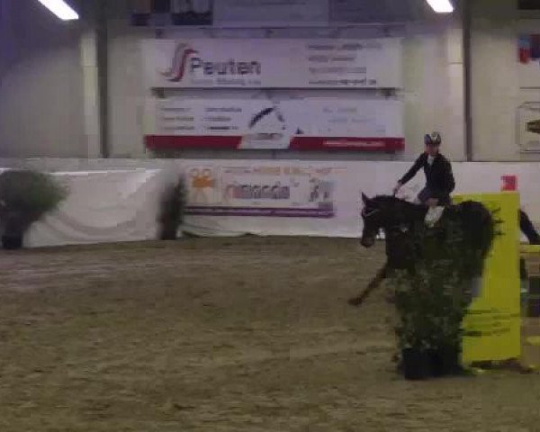 Hallenspringturnier in Borken 2015