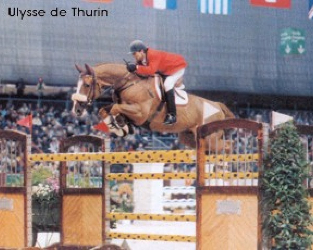 Deckhengst Ulysse de Thurin (Selle Français, 1986, von Grand Veneur)