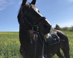 dressage horse Heidehilonga (Trakehner, 2012, from Hidalgo)