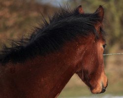 dressage horse Salvador LF (Swedish Warmblood, 2017, from Sibelius 1315)