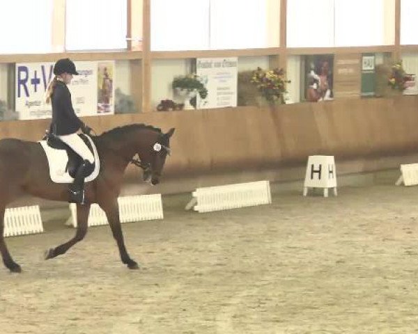 Late Entry Dressur Dettingen 2015