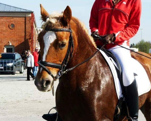 dressage horse Gina (7,81% ox) (Edelbluthaflinger, 1997, from Neapel (3,125% ox))