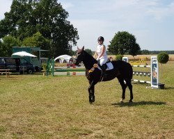 jumper Emely 69 (Hanoverian, 2007, from Escudo I)