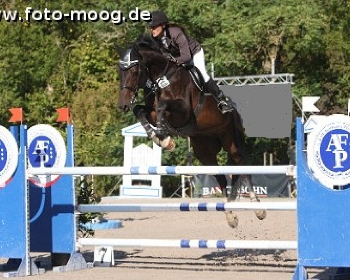 Zuchtstute Urte 7 (Holsteiner, 2004, von Casall Ask)