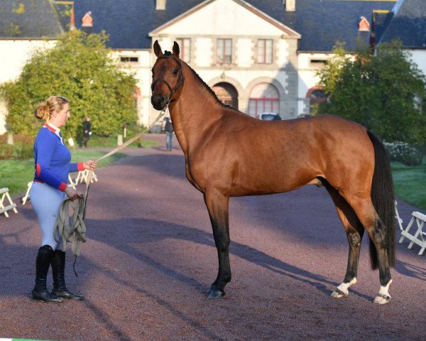 stallion Galax du Rouet (Selle Français, 2016, from Lauterbach)
