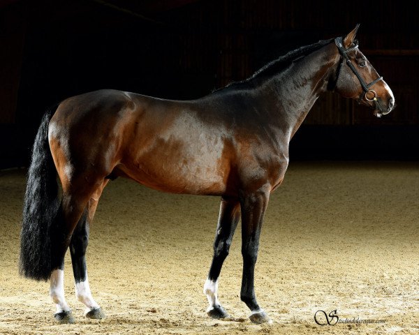 stallion Djumbe du Rouet (Selle Français, 2013, from Lux Z)