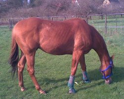 horse Jarys xx (Thoroughbred, 2002, from Jape xx)