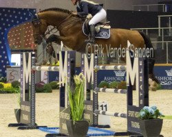 jumper Stakkato Dream (Hanoverian, 2006, from Stakkato Gold)