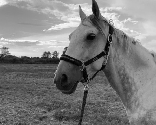 horse Joy (polish noble half-breed, 2011, from Forester - S)