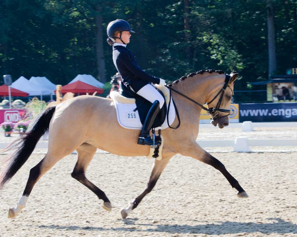 dressage horse Jelly Belly 3 (German Riding Pony, 2015, from FS Champion de Luxe)