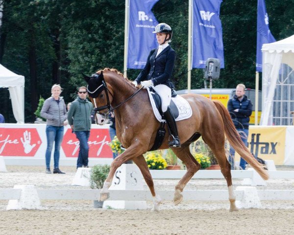 dressage horse Señor Charming NRW (Westphalian, 2014, from Stanford 9)