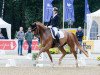 dressage horse Señor Charming NRW (Westphalian, 2014, from Stanford 9)