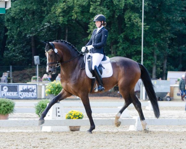 dressage horse Dolciario (Hanoverian, 2014, from Danciano)