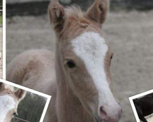 horse Unbekannt (German Riding Pony, 2016, from Cassini)