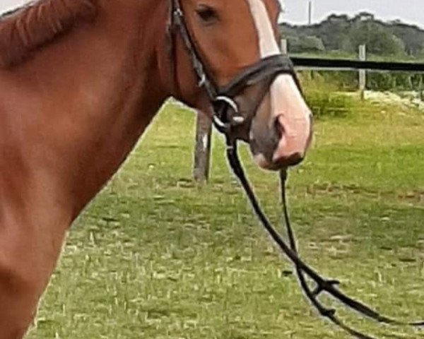 horse Cassinis Boy (German Riding Pony, 2014, from Cassini)