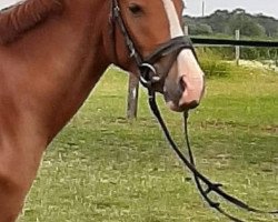 horse Cassinis Boy (German Riding Pony, 2014, from Cassini)