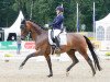 dressage horse Borderline 5 (Hanoverian, 2014, from Bordeaux 28)