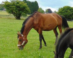 broodmare Cheri (Hessian Warmblood, 2004, from Cheenook)