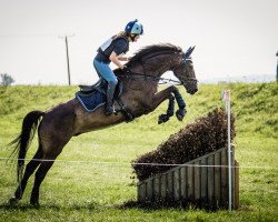 dressage horse Con Casiro (Austrian Warmblood, 2009, from Casiro I)