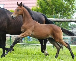 Pferd Renfri LC (Oldenburger, 2020, von Donier)