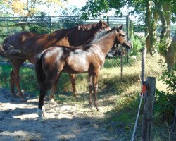 dressage horse Donnerwind (Oldenburg, 2016, from Dante Weltino Old)