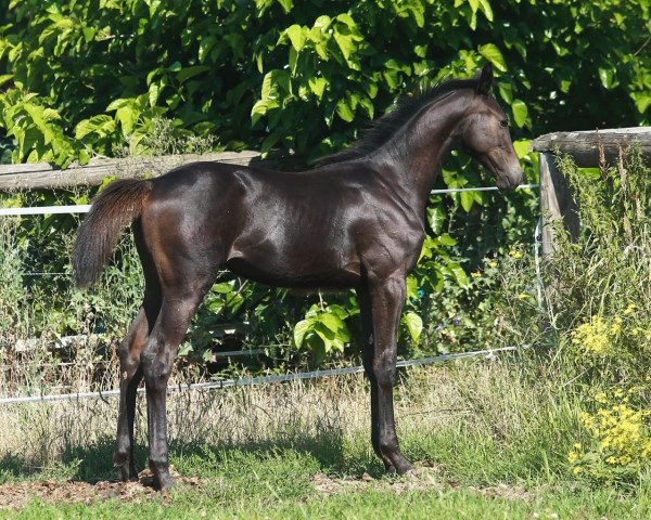 horse Ciri LC (Oldenburg show jumper, 2020, from Con Sherry)