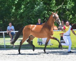 broodmare Kiss Me Kate (Holsteiner, 2017, from Tangelo van de Zuuthoeve)