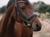 dressage horse Oscar 114 (German Riding Pony, 2010, from Ombre)