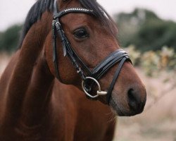 dressage horse Oscar 114 (German Riding Pony, 2010, from Ombre)