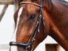 dressage horse Danilo 111 (Hanoverian, 2012, from Dressage Royal)