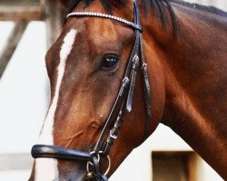 dressage horse Danilo 111 (Hanoverian, 2012, from Dressage Royal)