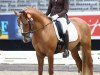 stallion Duke of W (German Riding Pony, 2013, from Dimension AT NRW)