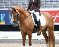 stallion Duke of W (German Riding Pony, 2013, from Dimension AT NRW)